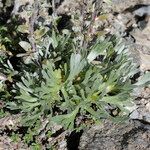 Artemisia glacialis List