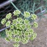 Crithmum maritimum葉