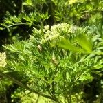 Katapsuxis silaifolia Likasa