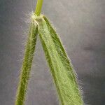 Trisetaria panicea Kvet
