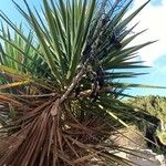 Yucca gloriosa Frugt