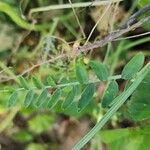 Vicia monantha Fuelha