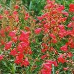 Penstemon hartwegii عادت