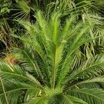 Cycas revoluta পাতা