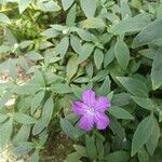 Ruellia humilis Kvet