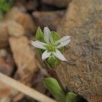 Stellaria alsine Kvet