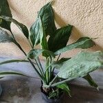 Spathiphyllum floribundum Lapas