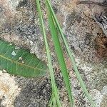 Lathyrus sphaericus Leaf