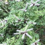 Chamaecytisus supinus Fruit