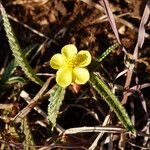 Corchorus trilocularis Drugo