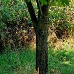 Acer macrophyllum Casca