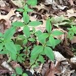 Galium circaezans Leaf