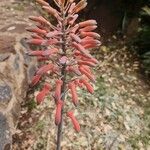 Aloe ellenbeckii 花