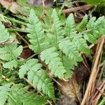 Dryopteris carthusiana Hoja