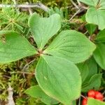 Cornus canadensis Blad