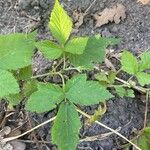 Rubus camptostachys 葉