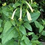 Phygelius aequalis Flower