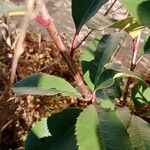 Photinia glabra Bark