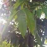 Saraca indica 葉