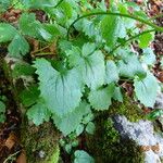 Doronicum columnae Hoja