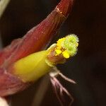 Tillandsia schiedeana Flor