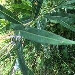 Epilobium angustifoliumLeaf