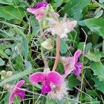 Lathyrus sylvestrisFlower