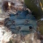 Cereus aethiops Other