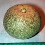 Chrysophyllum venezuelanense Fruto