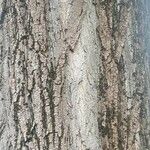 Populus nigra Kora