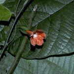 Markea coccinea Flors