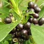 Daphne laureola Fruto