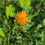 Calendula stellata花