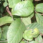 Coccoloba striata Leaf