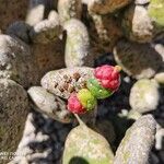 Tacinga inamoena Fruto