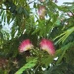 Albizia julibrissinफूल