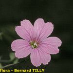Vaccaria hispanica 花