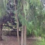 Cupressus pendula 形態