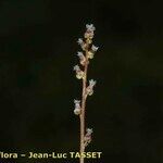 Triglochin palustris Květ