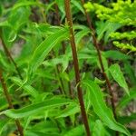 Solidago juncea পাতা