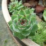 Sempervivum tectorumЛіст