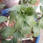 Lilium lancifolium Fuelha