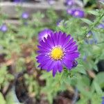 Symphyotrichum dumosum Blüte