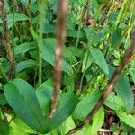 Hieracium lachenalii Blad