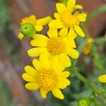 Senecio squalidus Цветок