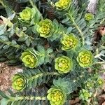 Euphorbia myrsinites Листок