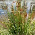 Juncus effusus عادت داشتن