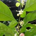 Solanum diphyllum
