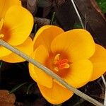 Crocus chrysanthus Flor