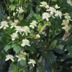 Clematis lasiantha Habit